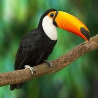 Toucan نوع شخصية MBTI image