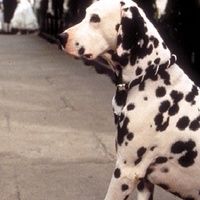 profile_Pongo