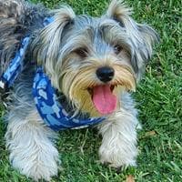 Yorkshire Terrier (Yorkie) نوع شخصية MBTI image