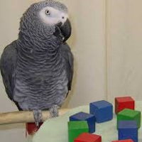 ALEX the African Grey Parrot tipo di personalità MBTI image