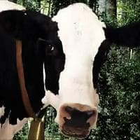 profile_Live Action Cow