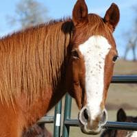 Horse tipo de personalidade mbti image