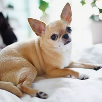 Chihuahua tipe kepribadian MBTI image
