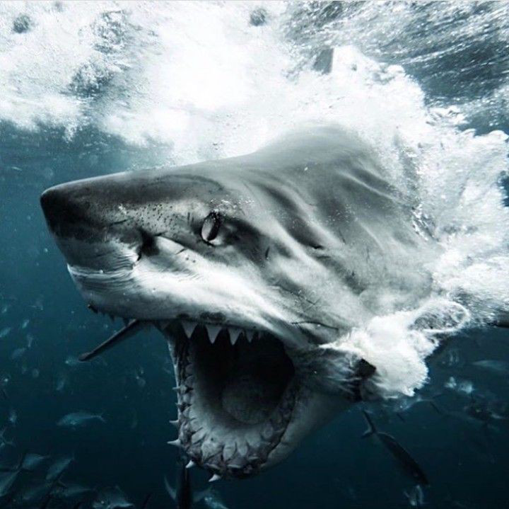 Great White Shark тип личности MBTI image