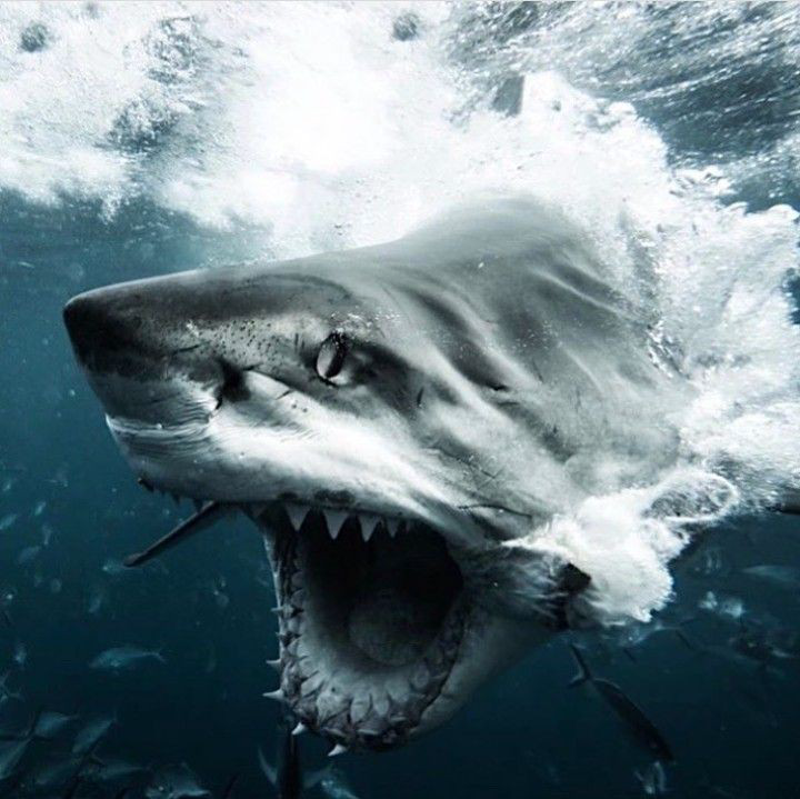 Great White Shark MBTI性格类型 image