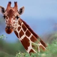profile_Giraffe