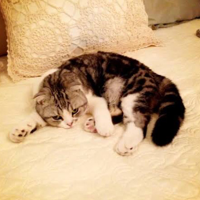Meredith Grey (Taylor Swift’s cat) MBTI Personality Type image