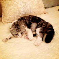 Meredith Grey (Taylor Swift’s cat) MBTI 성격 유형 image