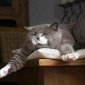 profile_Cat's Purr