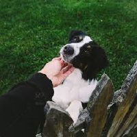 Pet Random Dogs Through Fences MBTI -Persönlichkeitstyp image