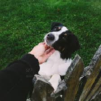 Pet Random Dogs Through Fences نوع شخصية MBTI image