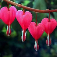 Bleeding Heart نوع شخصية MBTI image