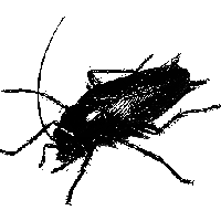 profile_Cockroach