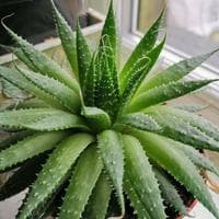 Aloe Vera type de personnalité MBTI image