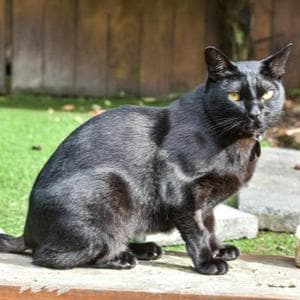 profile_Mandalay Cat