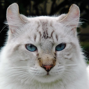 profile_Alpine Lynx  Cat