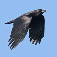 profile_Crow