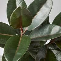 profile_Rubber plant
