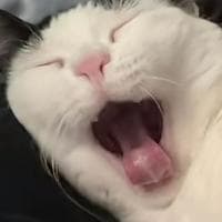 profile_Yawning Cat