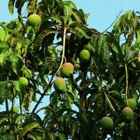 profile_Mango