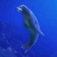 Seal mbtiパーソナリティタイプ image