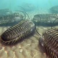 Trilobite MBTI性格类型 image