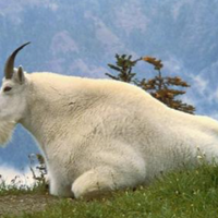 profile_Mountain goat