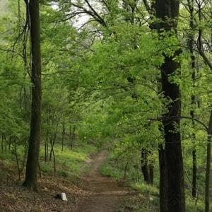 profile_I want to stay alone in the wilderness.