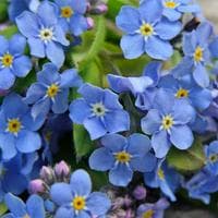 Forget-me-not tipo de personalidade mbti image