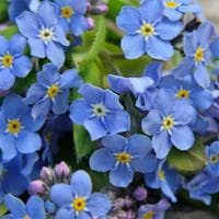 Forget-me-not tipo di personalità MBTI image