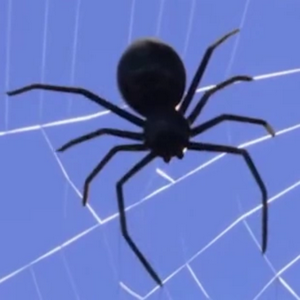 profile_Amanda the Spider