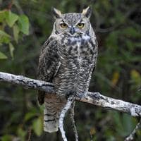 Owl MBTI Personality Type image