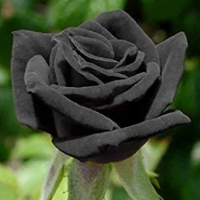 Black Rose mbti kişilik türü image