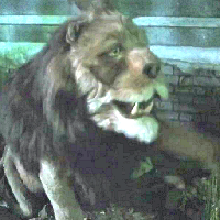 Cowardly Lion type de personnalité MBTI image