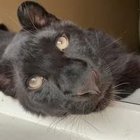 profile_Luna the pantera