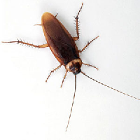 Cockroaches tipe kepribadian MBTI image