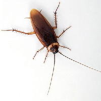 Cockroaches MBTI性格类型 image