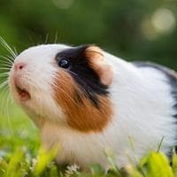 Guinea Pig MBTI Personality Type image