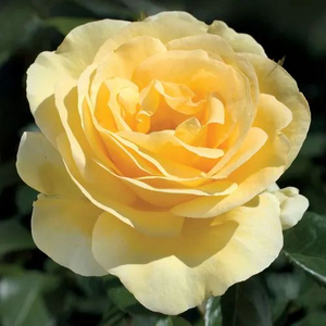 profile_July 21 (Yellow Rose)