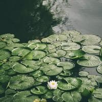 Lily Pad نوع شخصية MBTI image