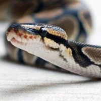 Snake mbti kişilik türü image