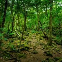 profile_Aokigahara, Japan