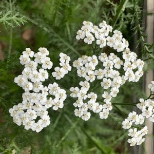 profile_November 26 (Yarrow)