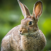 profile_Cottontail