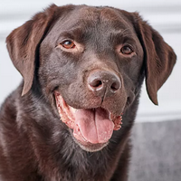 Labrador Retriever MBTI Personality Type image