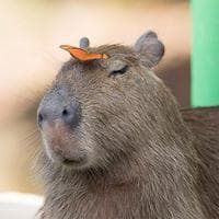 Capybara typ osobowości MBTI image