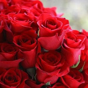 profile_July 23 (Rose)