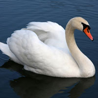 profile_Swan