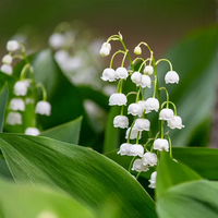 Lily of the Valley type de personnalité MBTI image