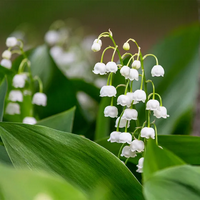 Lily of the Valley tipo di personalità MBTI image